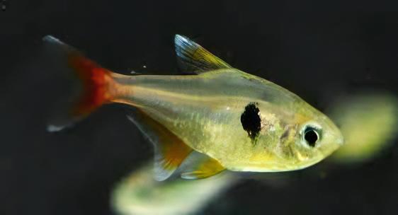 Yellow Phantom Tetra Hyphessobrycon Roseus 2cm - Real Aquatics