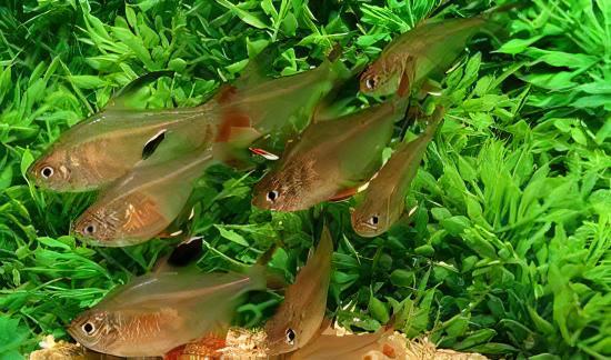 Yellow Phantom Tetra Hyphessobrycon Roseus 2cm - Real Aquatics