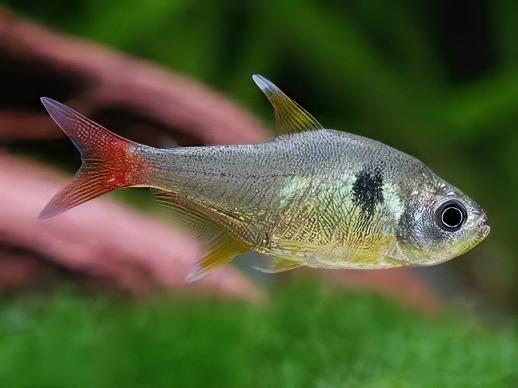 Yellow Phantom Tetra Hyphessobrycon Roseus 2cm - Real Aquatics