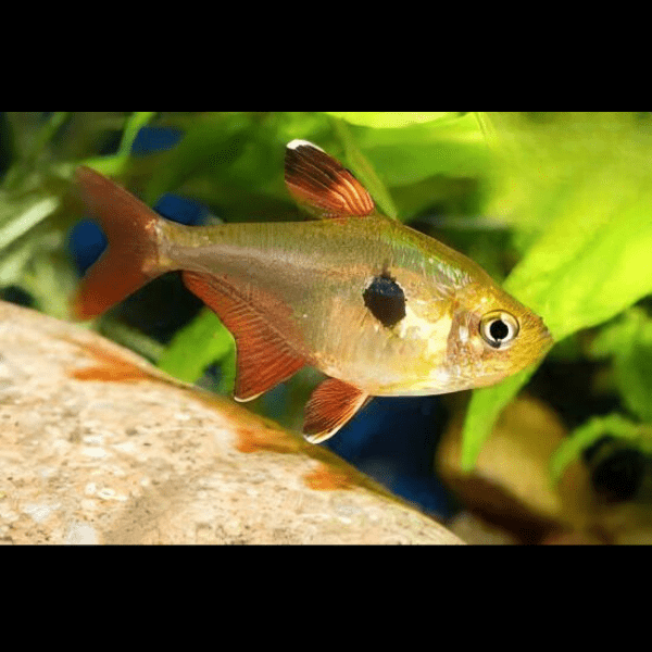 Yellow Phantom Tetra Hyphessobrycon Roseus 2cm - Real Aquatics