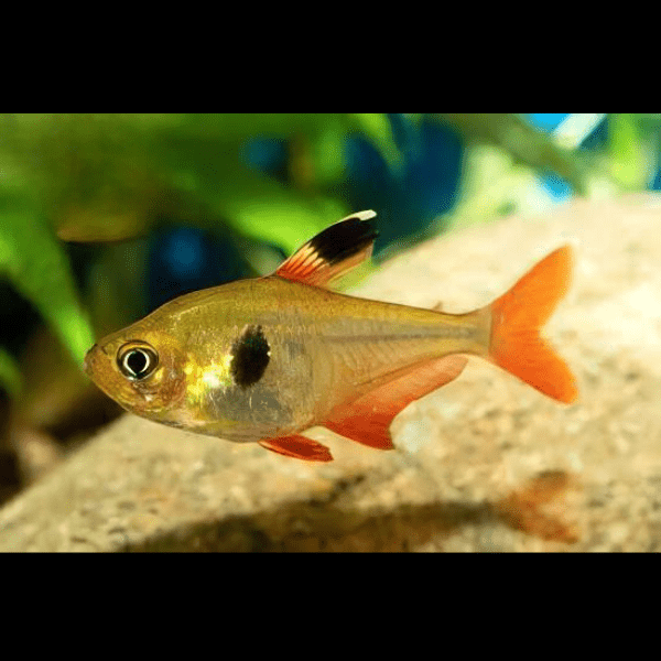 Yellow Phantom Tetra Hyphessobrycon Roseus 2cm - Real Aquatics
