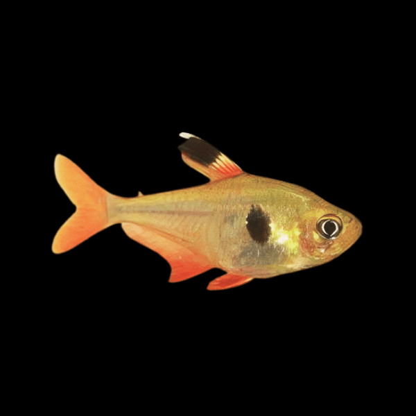Yellow Phantom Tetra Hyphessobrycon Roseus 2cm - Real Aquatics