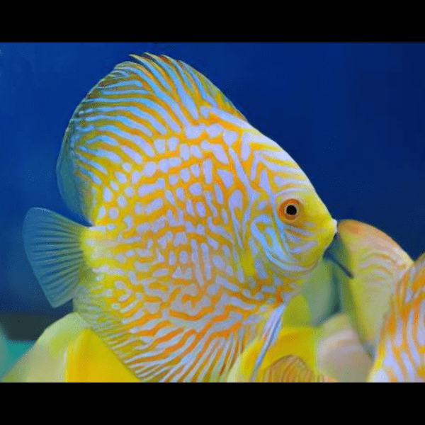 Yellow Pigeon Checkerboard Discus - Real Aquatics