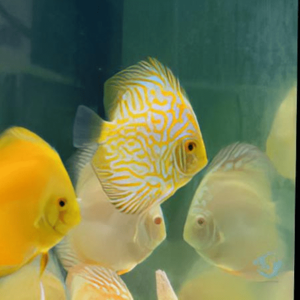 Yellow Pigeon Checkerboard Discus - Real Aquatics