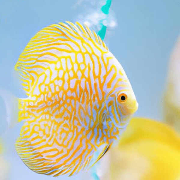 Yellow Pigeon Checkerboard Discus - Real Aquatics