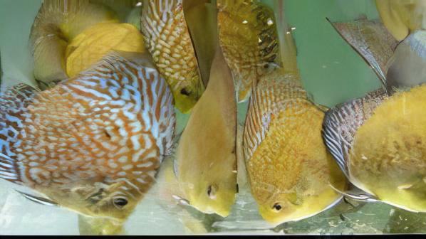 Yellow Pigeon Snakeskin Discus - Real Aquatics