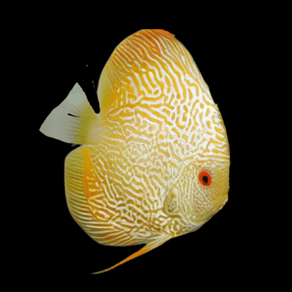 Yellow Pigeon Snakeskin Discus - Real Aquatics