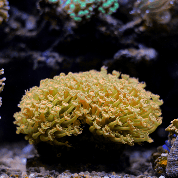 Yellow Polyp Coral Frag Goniopora Sp - Real Aquatics