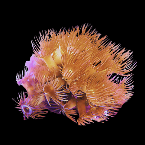 Polyps