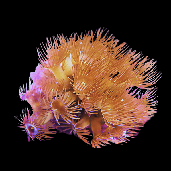 Yellow Coral Polyp Parazoanthus Sp - Real Aquatics