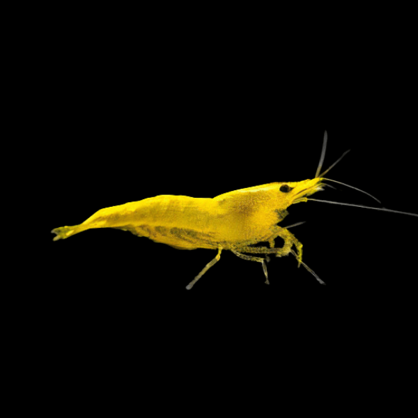 Yellow Sakura Shrimp Neocaridina Heteropda 2cm - Real Aquatics