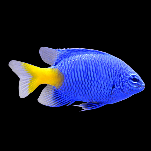Yellow Tail Blue Chromis Chrysiptera Parasema - Real Aquatics
