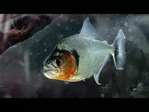 Yellow Tiger Piranha Serrasalmus Humeralis 10cm - Real Aquatics