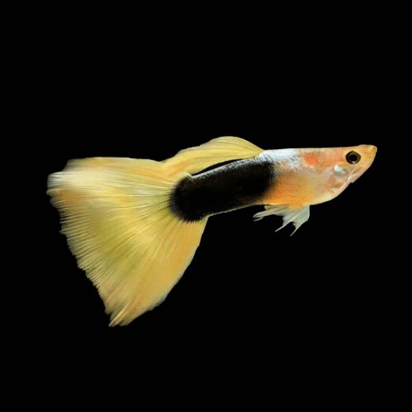 Yellow Tuxedo Male Guppy Poecilia Reticulata 3cm - Real Aquatics