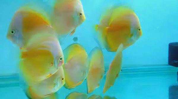 Yellow and White Discus - Real Aquatics