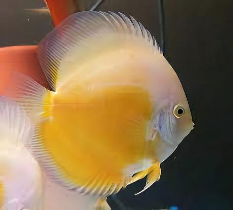 Yellow and White Discus - Real Aquatics