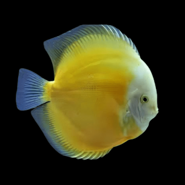 Yellow and White Discus - Real Aquatics