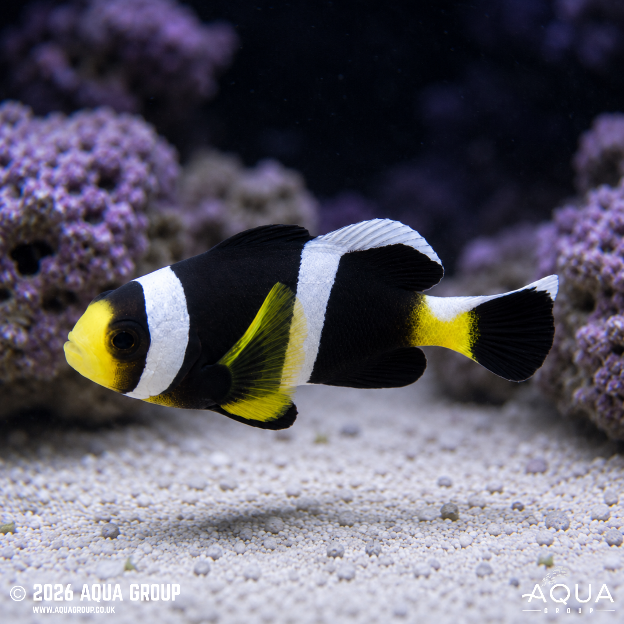 Wild Barrier Reef Clownfish (Amphiprion akindynos)