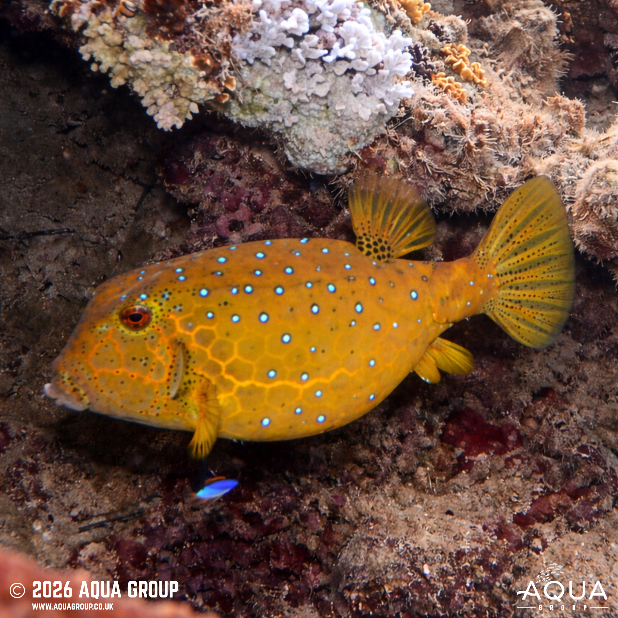Yellow Boxfish (Ostracion cubicus)