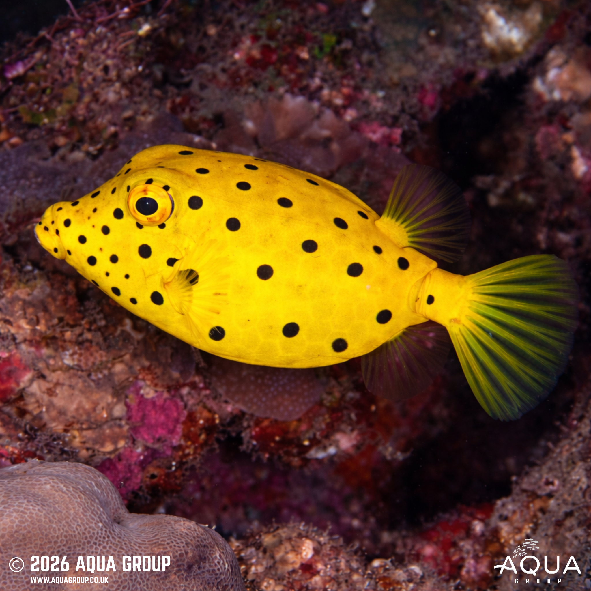 Yellow Boxfish (Ostracion cubicus)