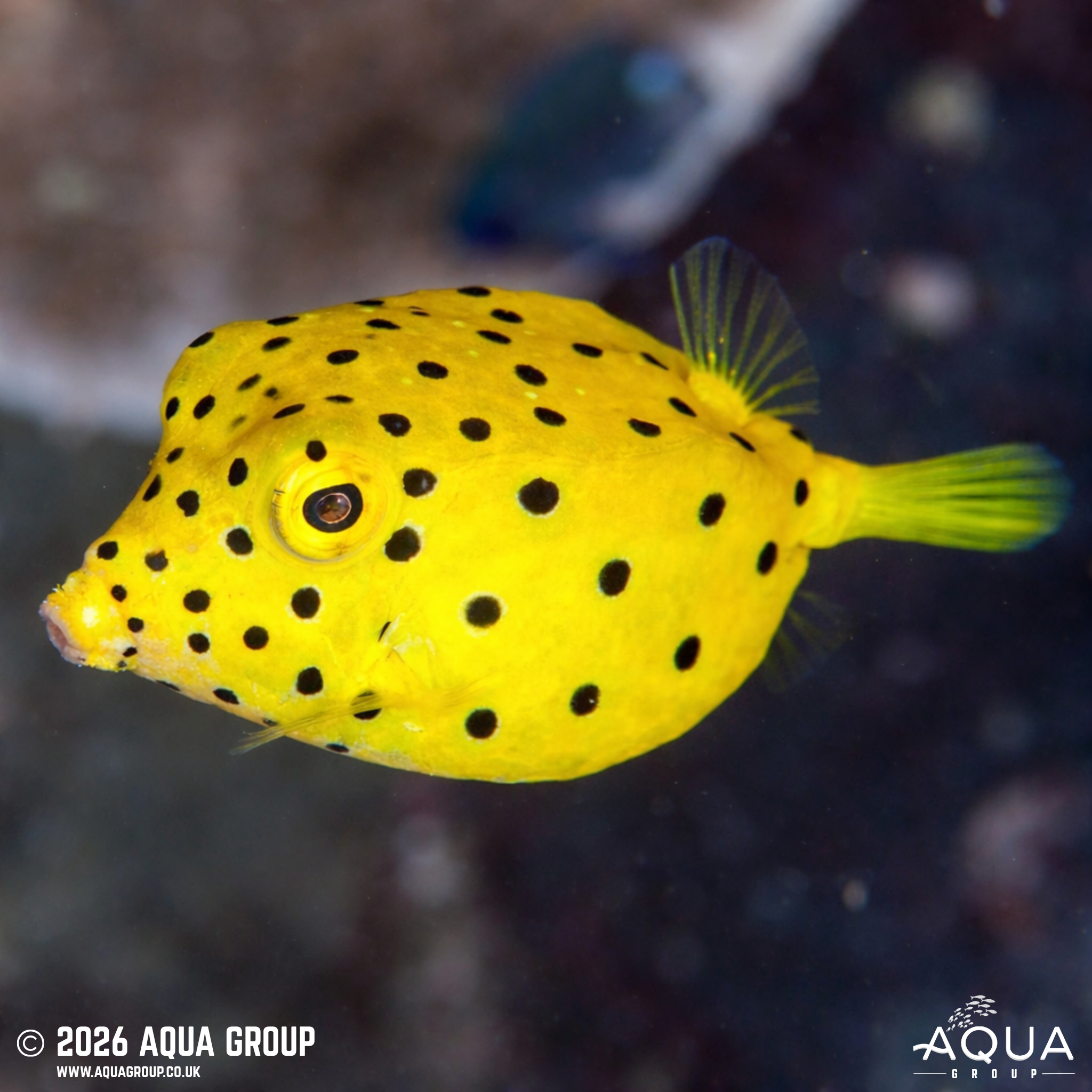 Yellow Boxfish