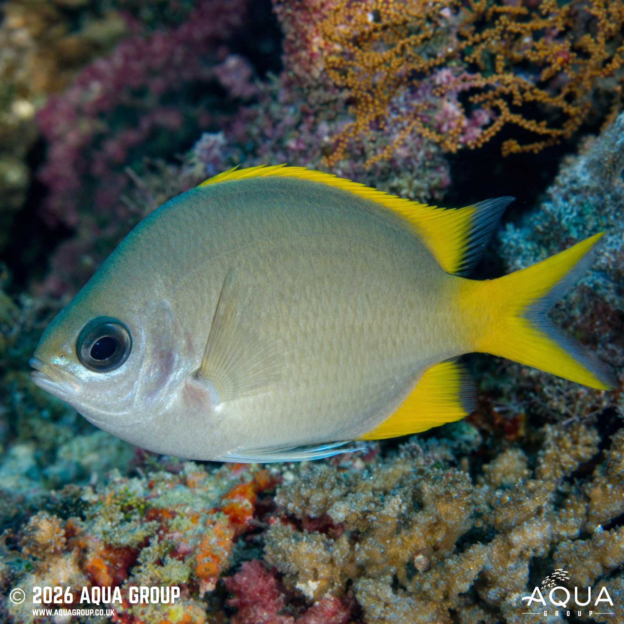 Yellow Chromis (Chromis analis)