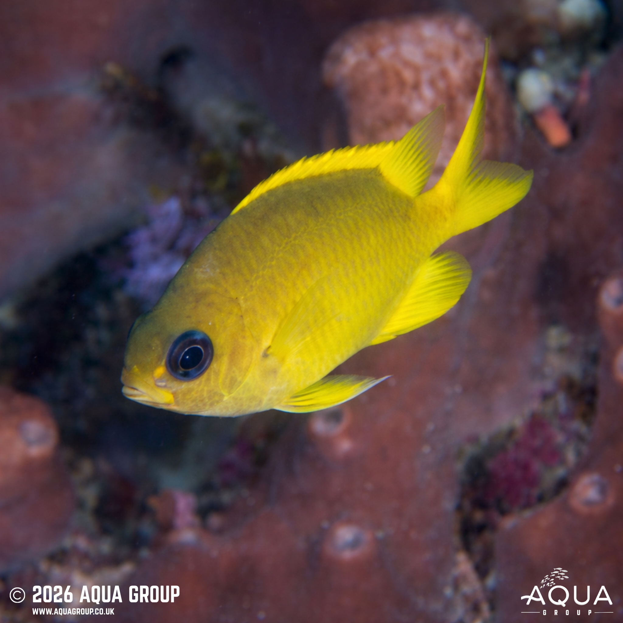 Yellow Chromis (Chromis analis)