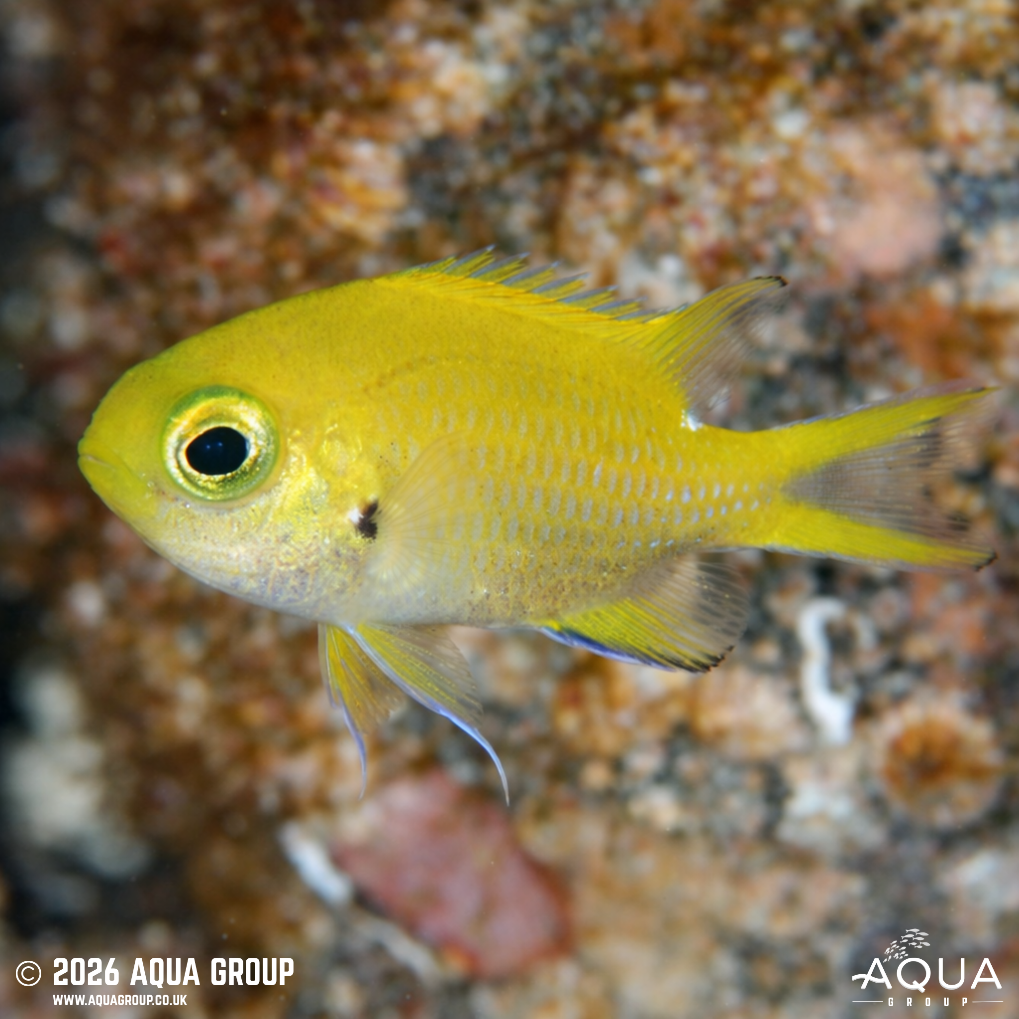 Yellow Chromis