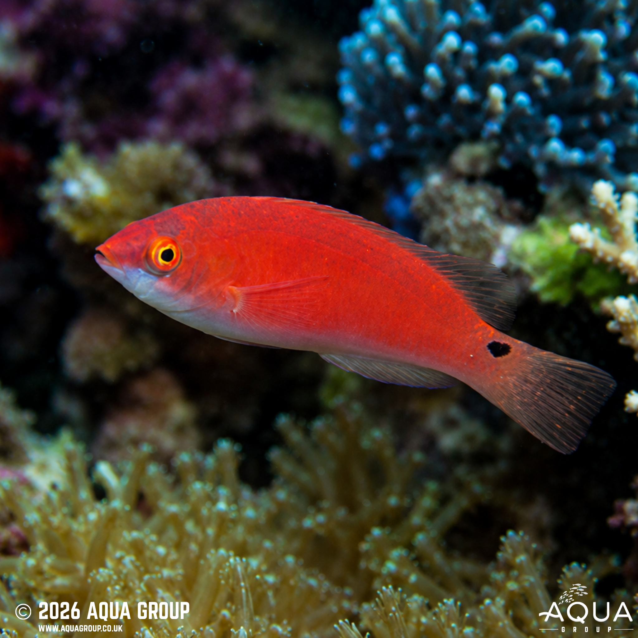 Yellowfin Fairy Wrasse