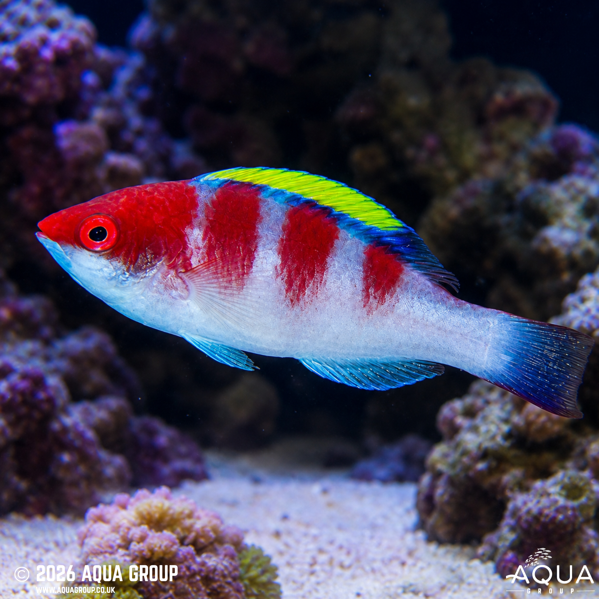 Yellowfin Fairy Wrasse (Cirrhilabrus flavidorsalis)