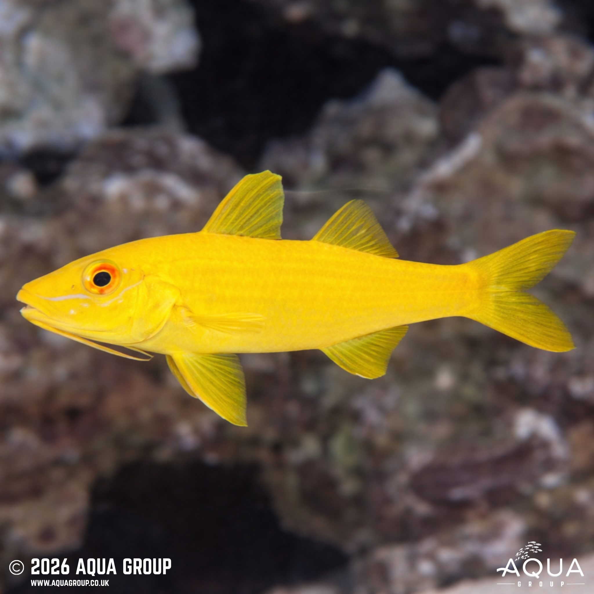 Yellowsaddle Goatfish (Parupeneus cyclostomus)