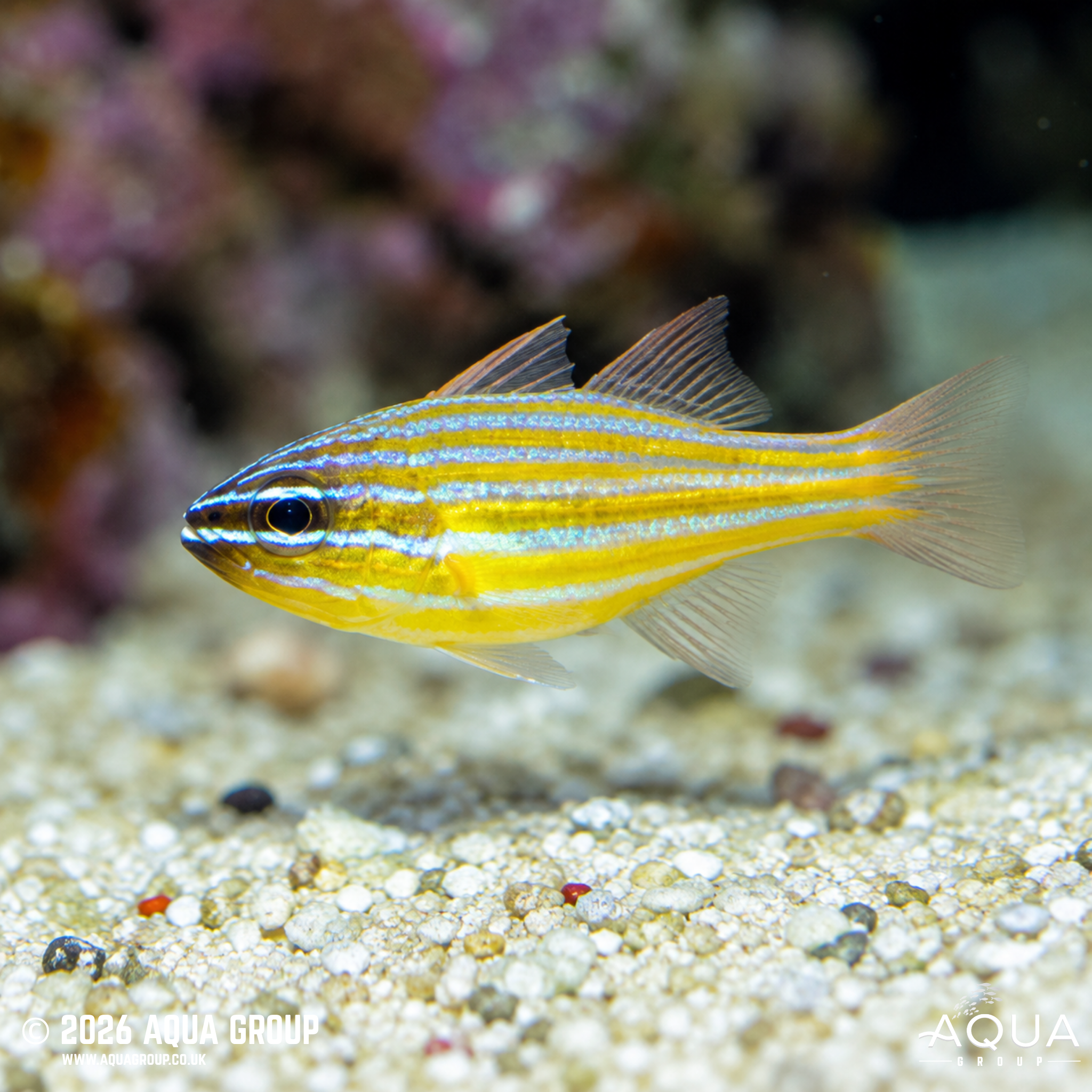 Yellow Lined Cardinalfish (Ostorhinchus cyanosoma)