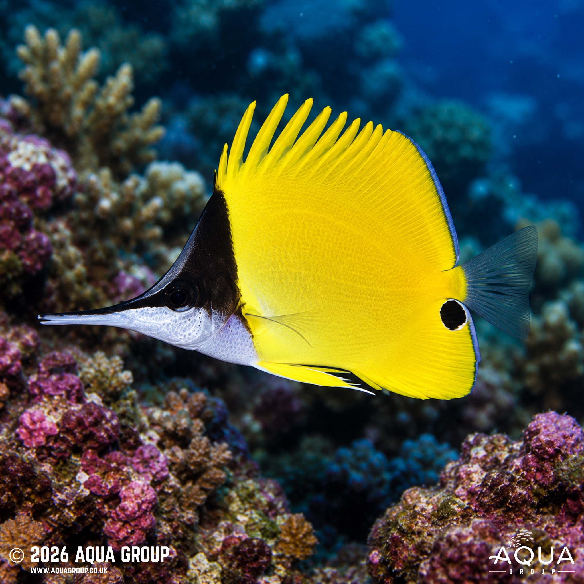Yellow Longnose Butterflyfish (Forcipiger longirostris)