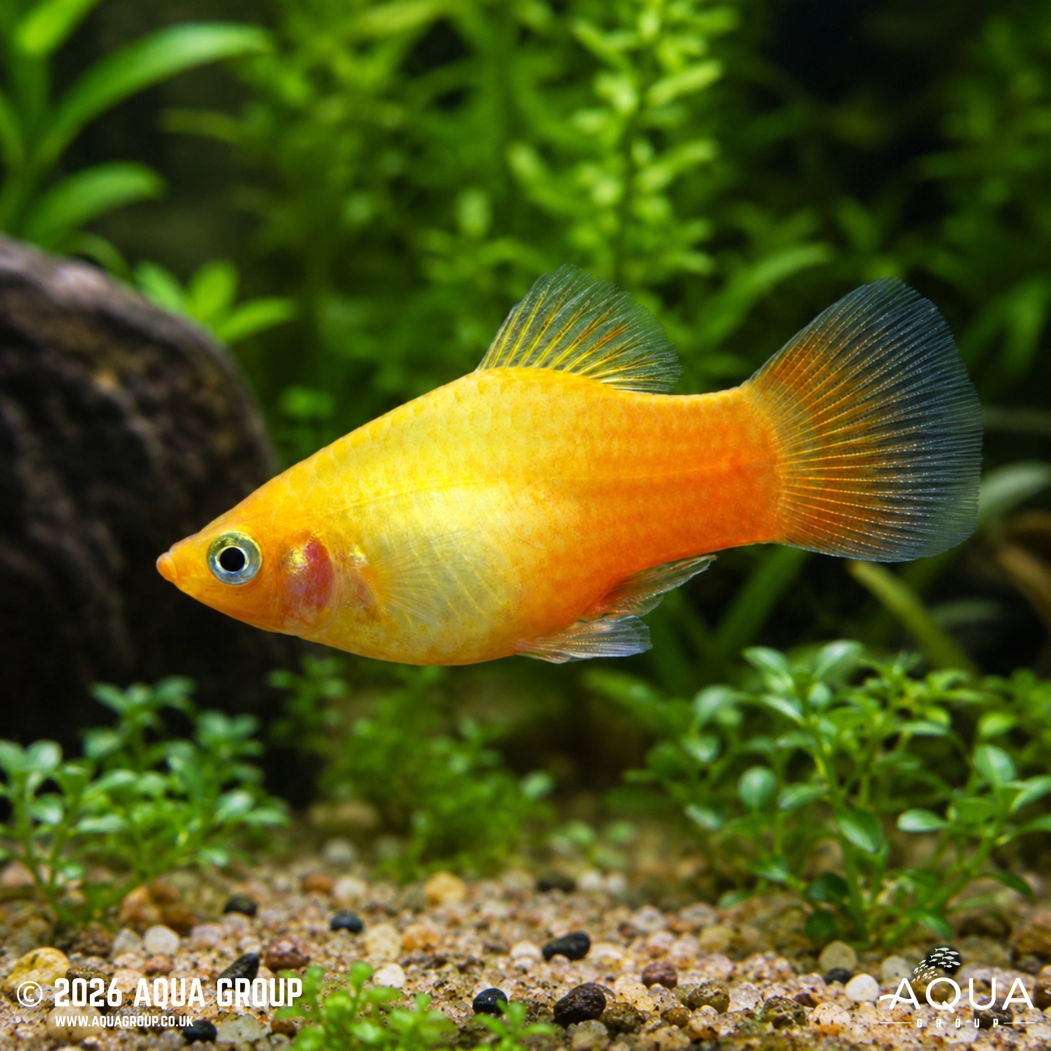 Yellow Platy (Xiphophorus maculatus)