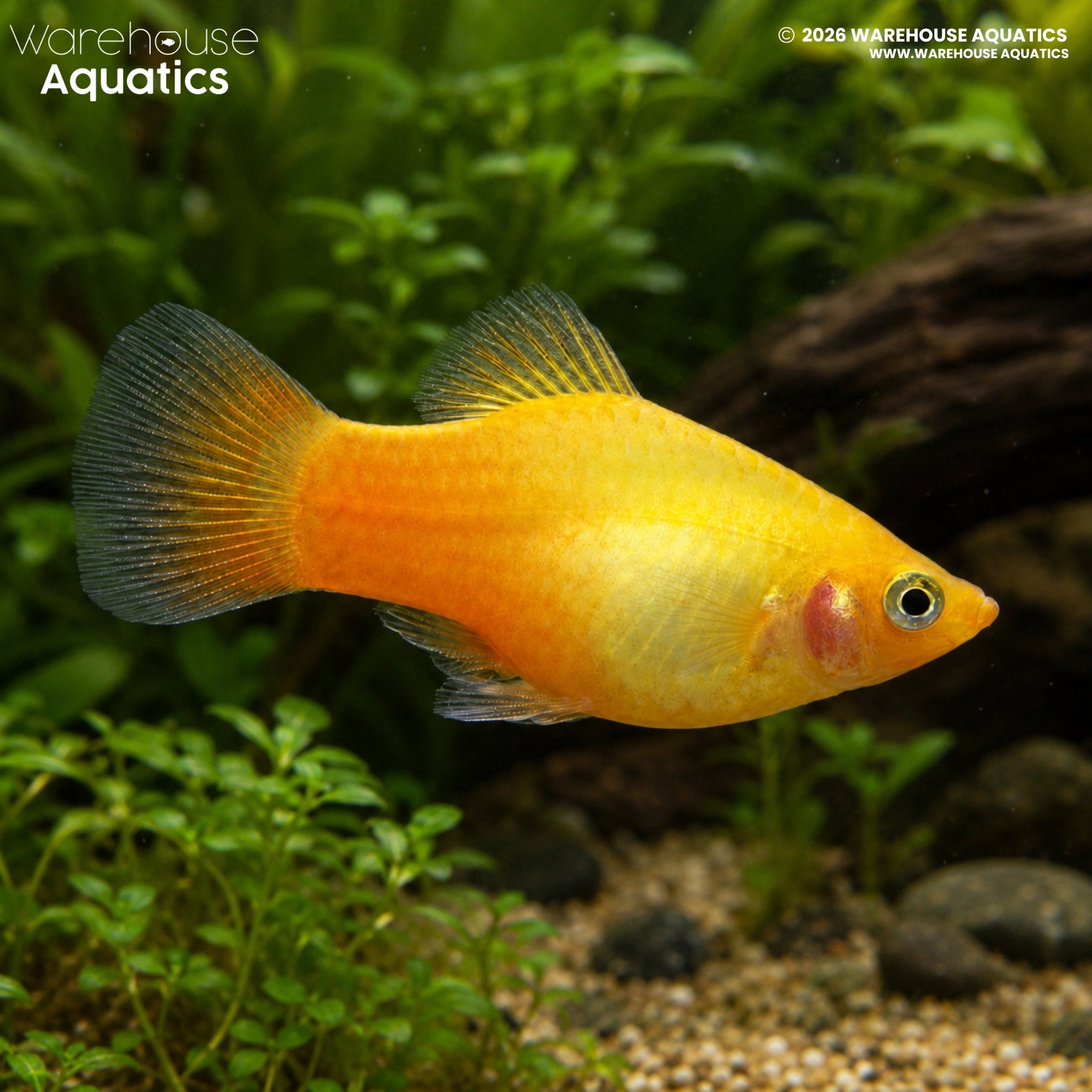 Yellow Platy (Xiphophorus maculatus)