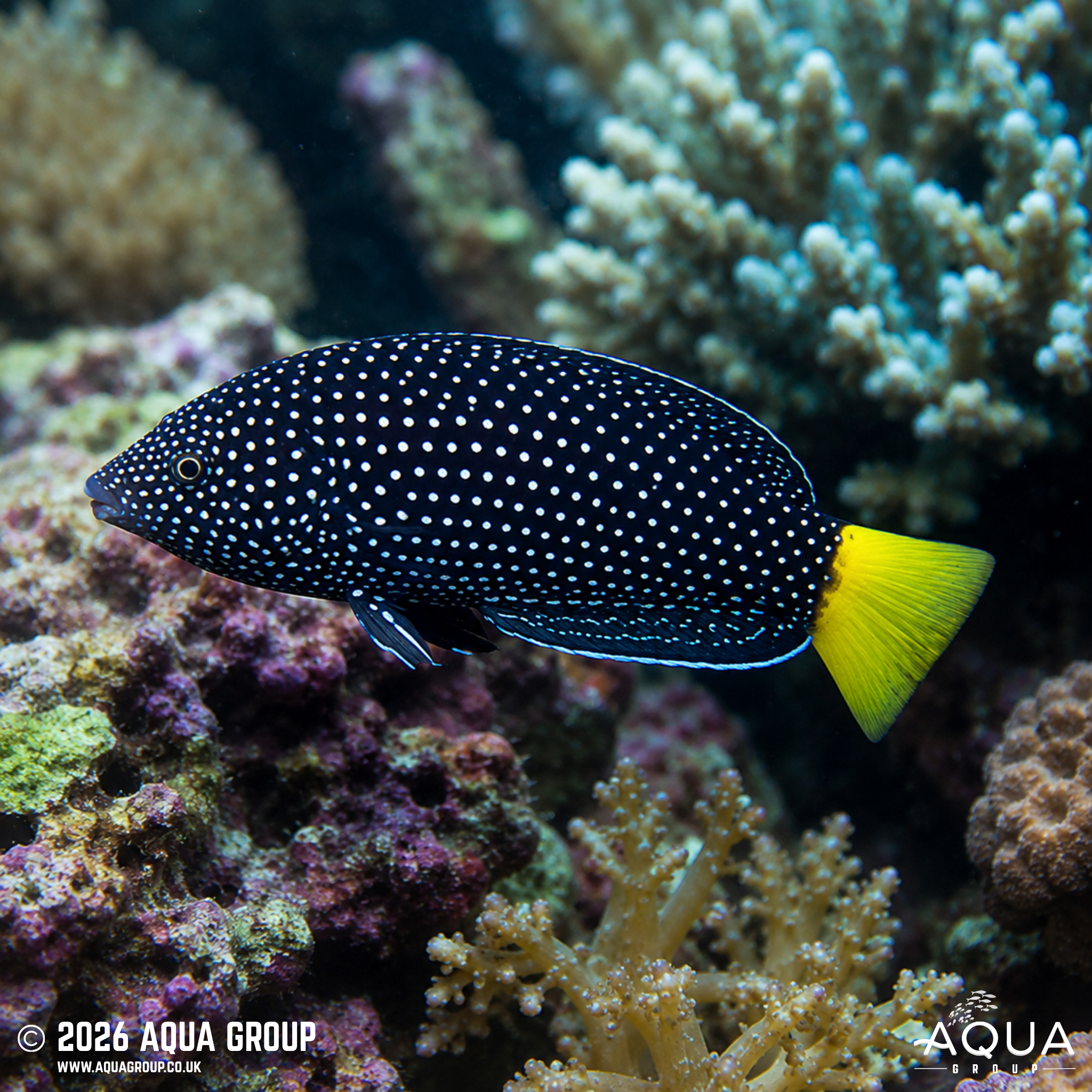 Yellowtail Tamarin Wrasse (Anampses meleagrides)