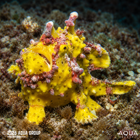 Marine Predators
