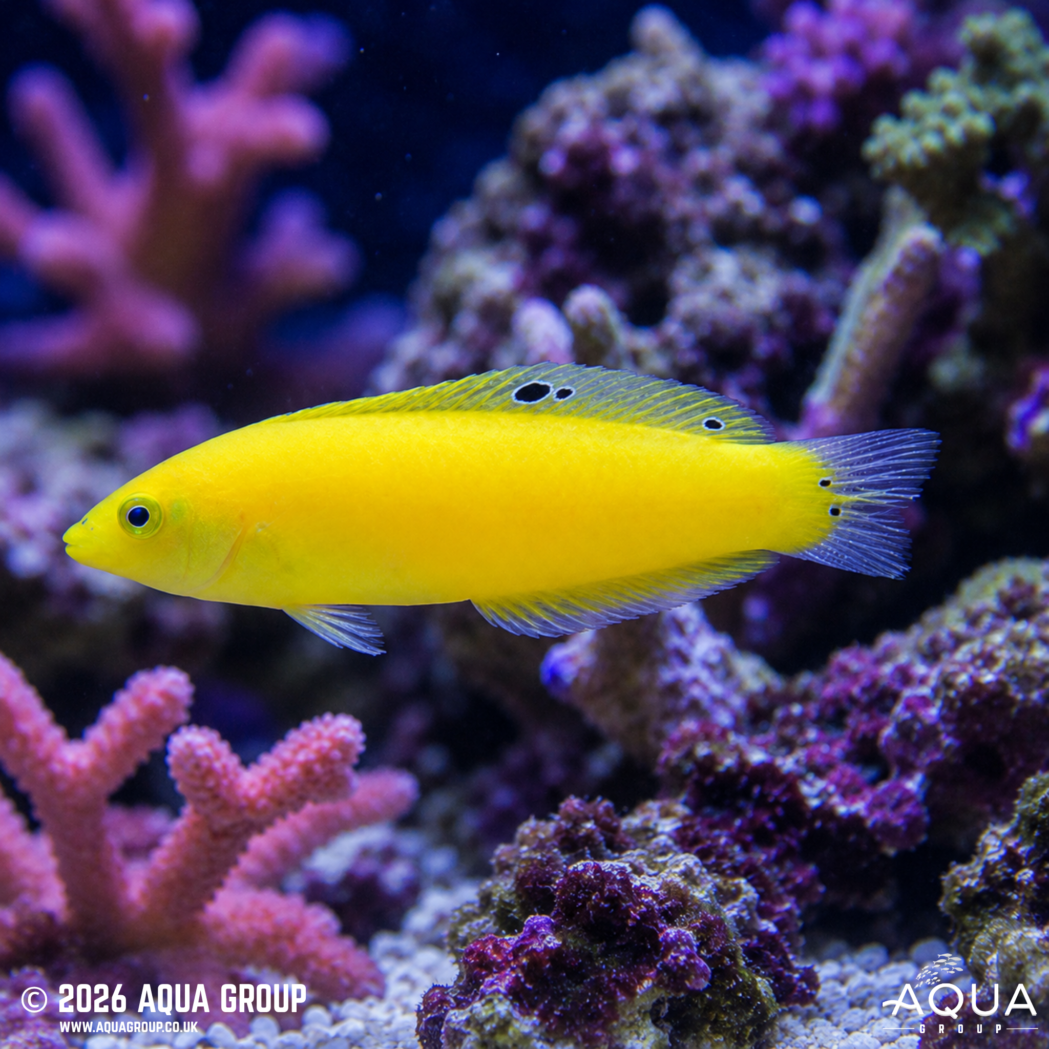 Yellow Wrasse (Halichoeres chrysus)