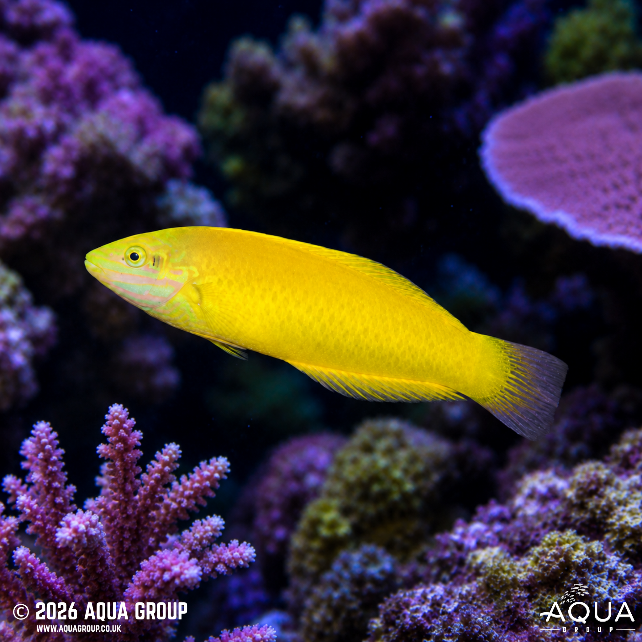 Yellow Wrasse (Halichoeres chrysus)