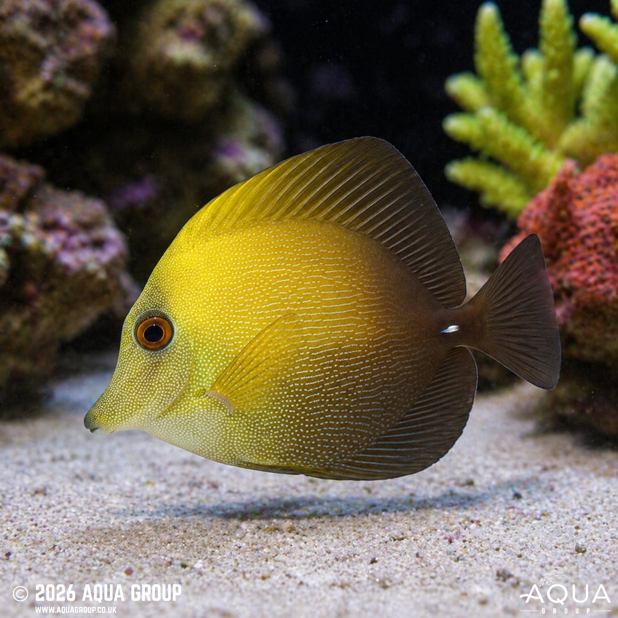 Yellow Scopas Tang (Zebrasoma scopas)
