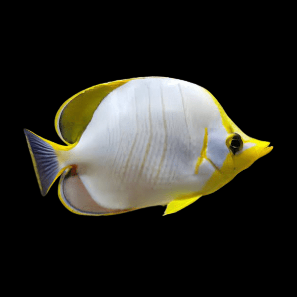 Yellowhead Butterfly Fish Chaetodon Xanthocephalus - Real Aquatics