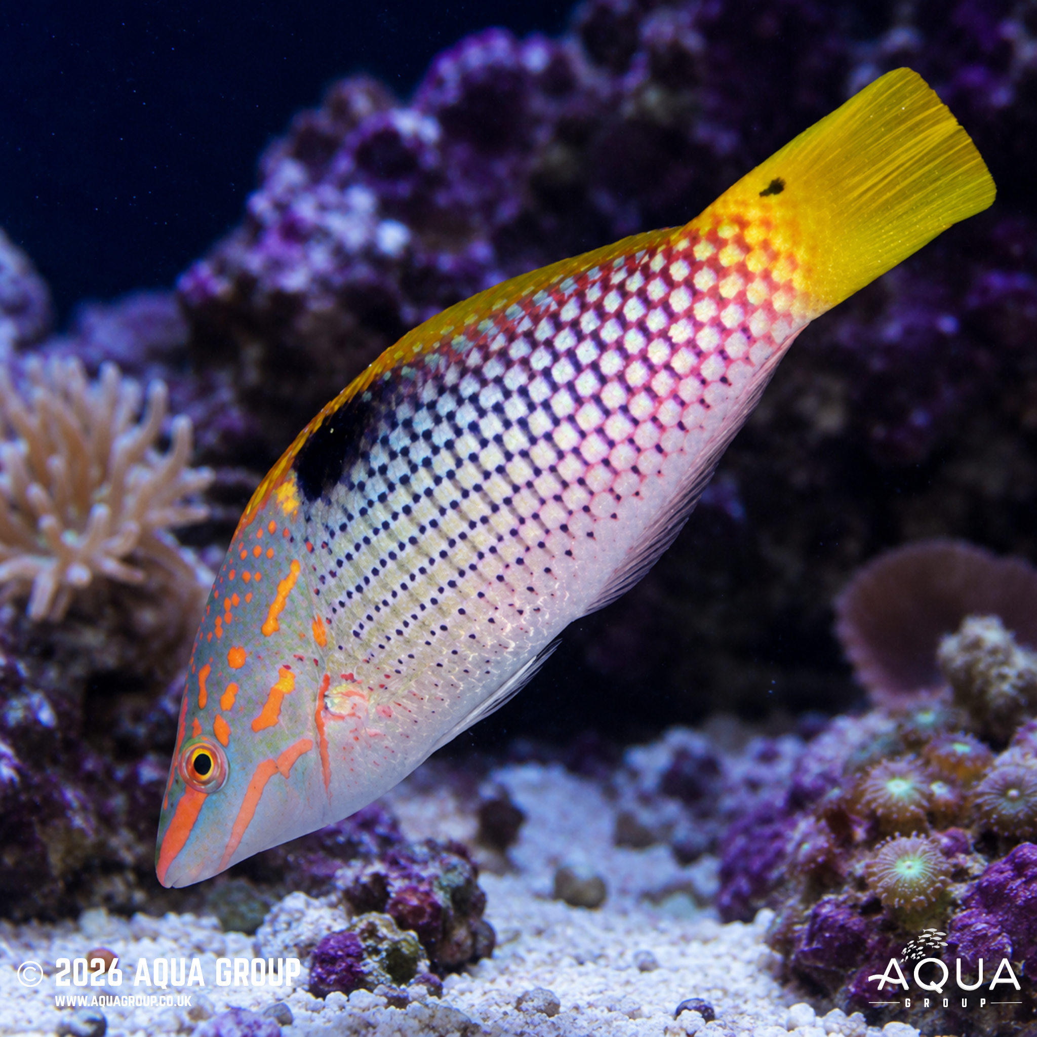Yellowtail Checkerboard Wrasse (Halichoeres hortulanus)