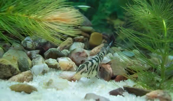 YoYo Pakistani Loach Botia Almorhae 4cm - Real Aquatics