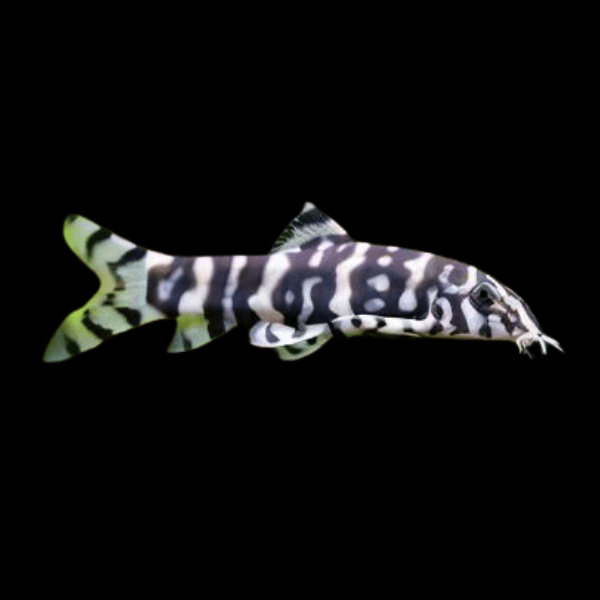 YoYo Pakistani Loach Botia Almorhae 4cm - Real Aquatics