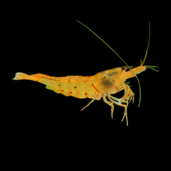 10 x Orange Tiger High Grade Shrimp Caridinia Sp 2cm - Real Aquatics