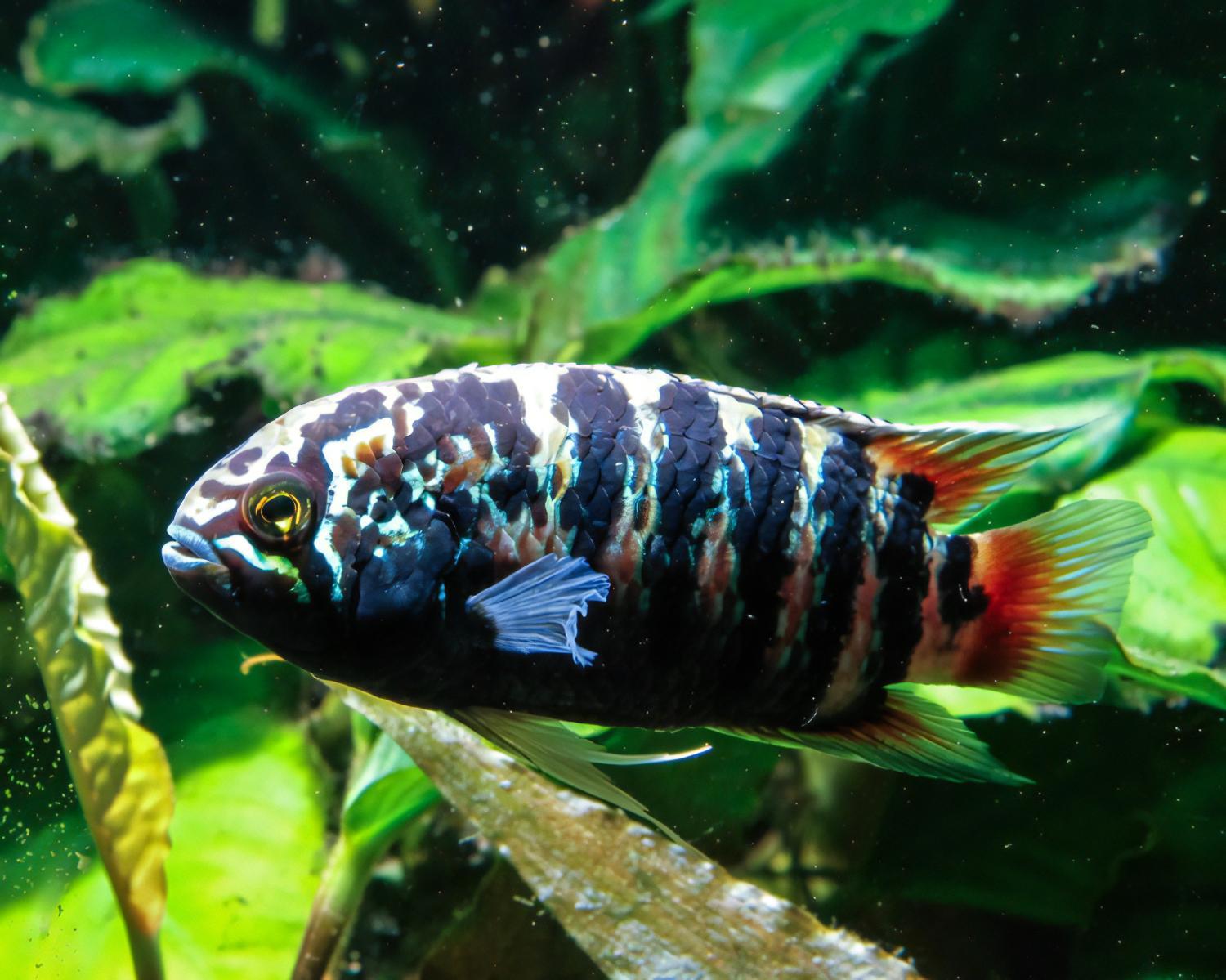 Zebra Acara Cichlid Nannacara Adoketa 3cm - Real Aquatics