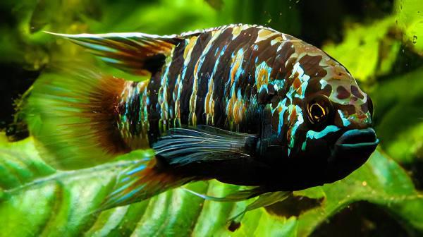 Zebra Acara Cichlid Nannacara Adoketa 3cm - Real Aquatics