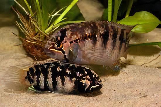 Zebra Acara Cichlid Nannacara Adoketa 3cm - Real Aquatics
