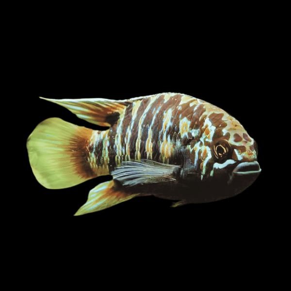 Zebra Acara Cichlid Nannacara Adoketa 3cm - Real Aquatics