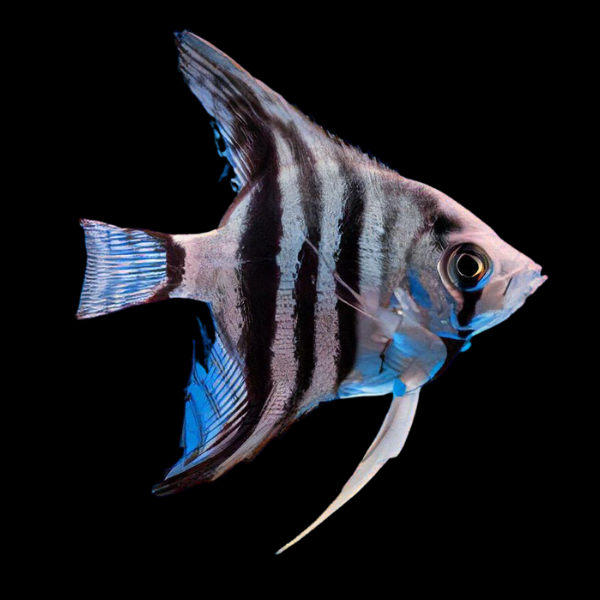 Zebra Angelfish Pterophyllum Scalare - Real Aquatics